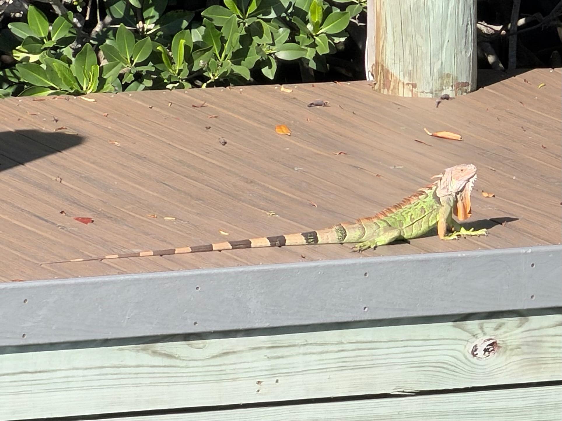 Neighbor across the way. 