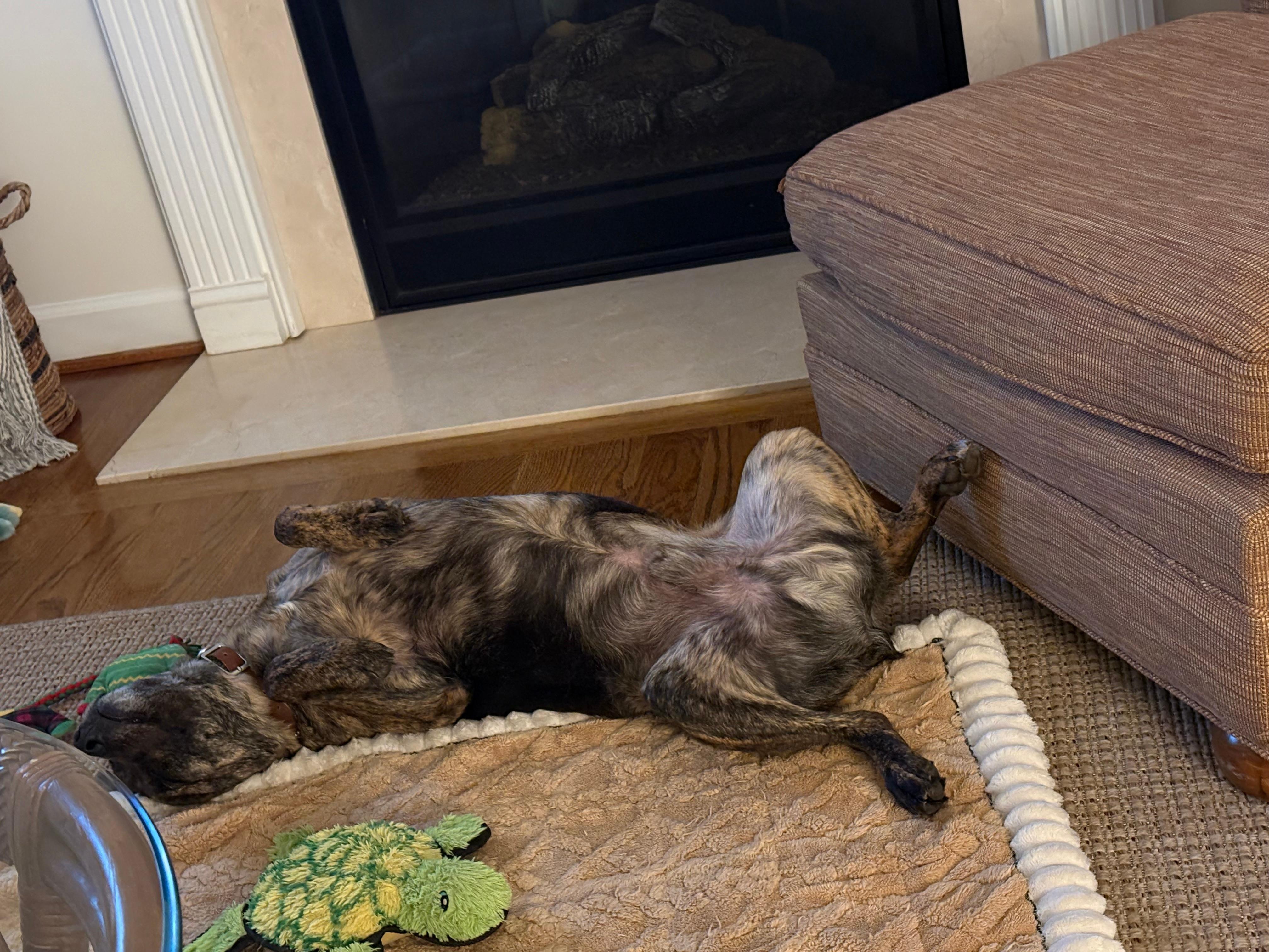 Dog naps are the best!