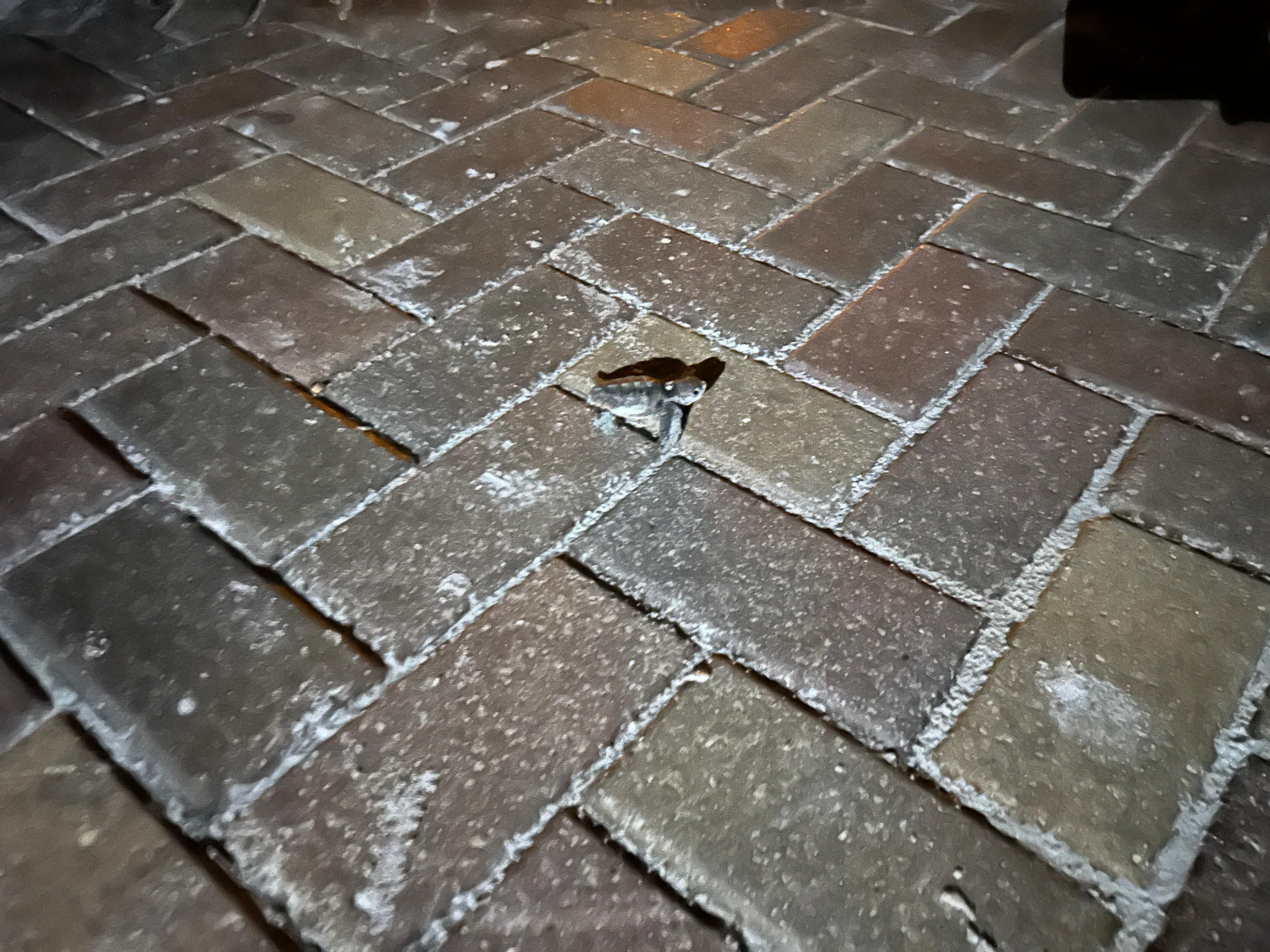 We rescued 3 baby sea turtles..