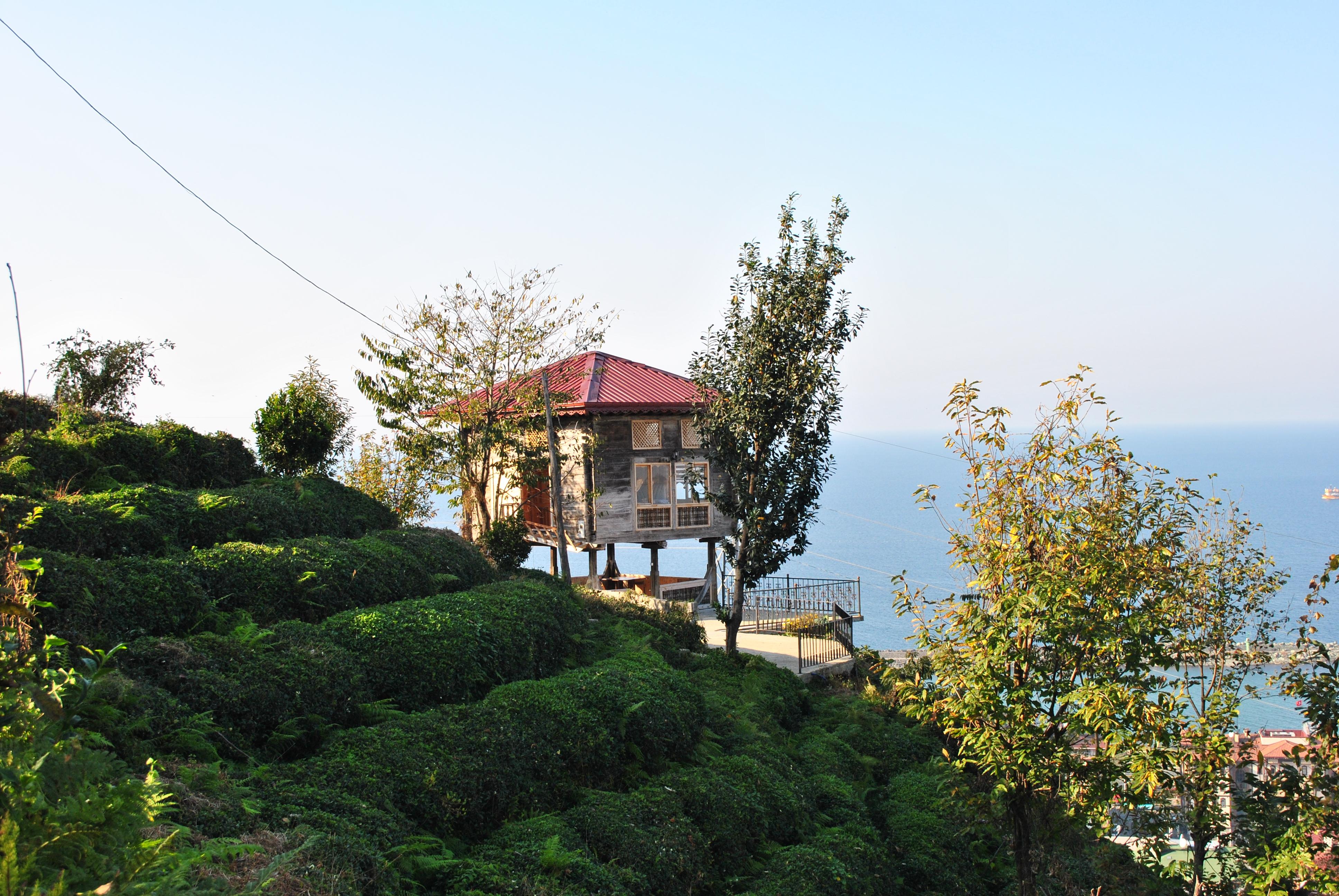 Otelin etrafı yeşillik çay tarlası kivi ve mandalina ağaçları var. İstediğiniz gibi toplaya bilirsiniz. Zaten otel sahipleri taze taze toplayıp ikram ediyor. Takdir edilesi bir işletme.