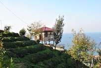 Otelin etrafı yeşillik çay tarlası kivi ve mandalina ağaçları var. İstediğiniz gibi toplaya bilirsiniz. Zaten otel sahipleri taze taze toplayıp ikram ediyor. Takdir edilesi bir işletme.
