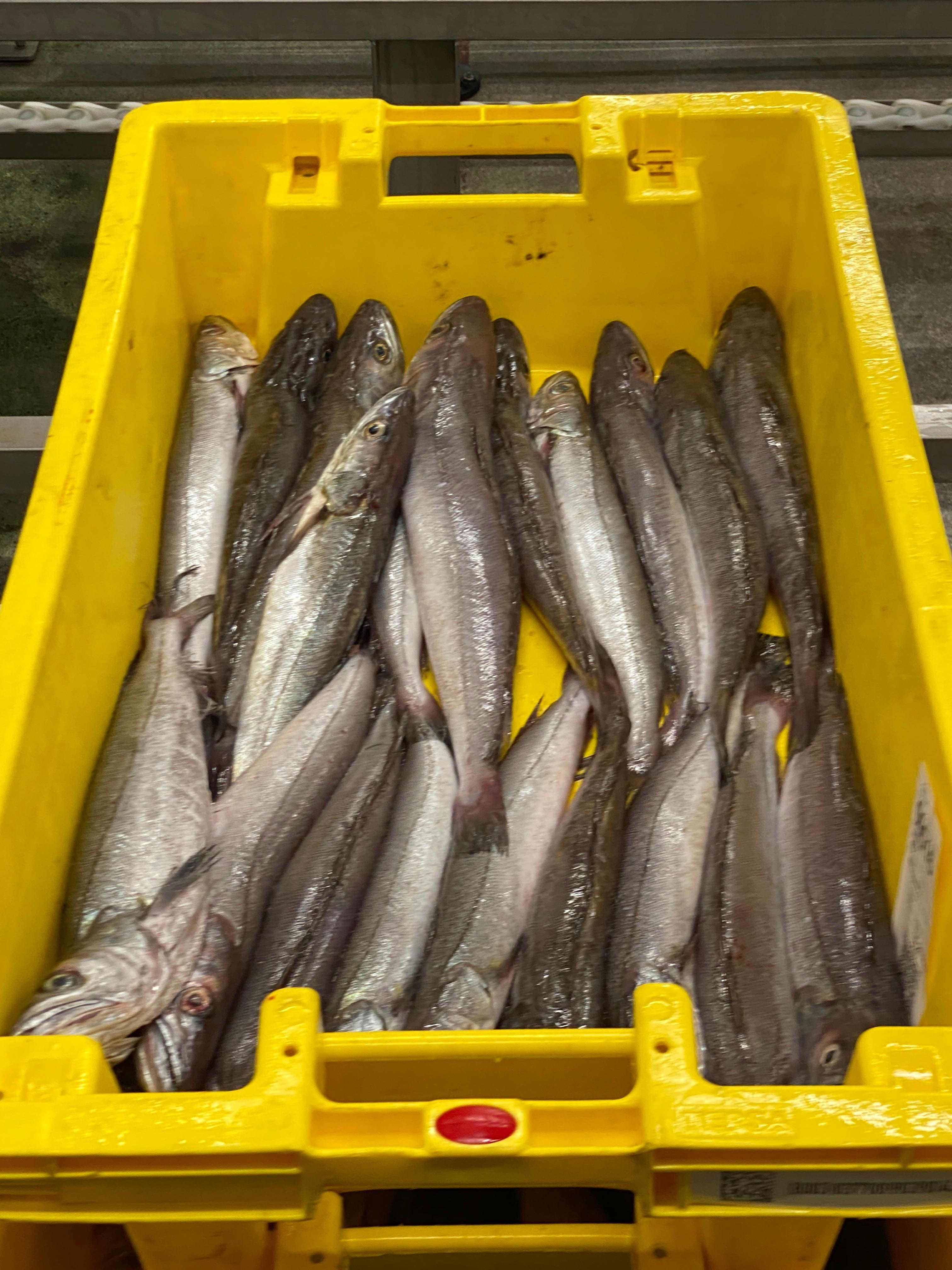 Versteigerung der Fische
Vente aux enchères du poisson