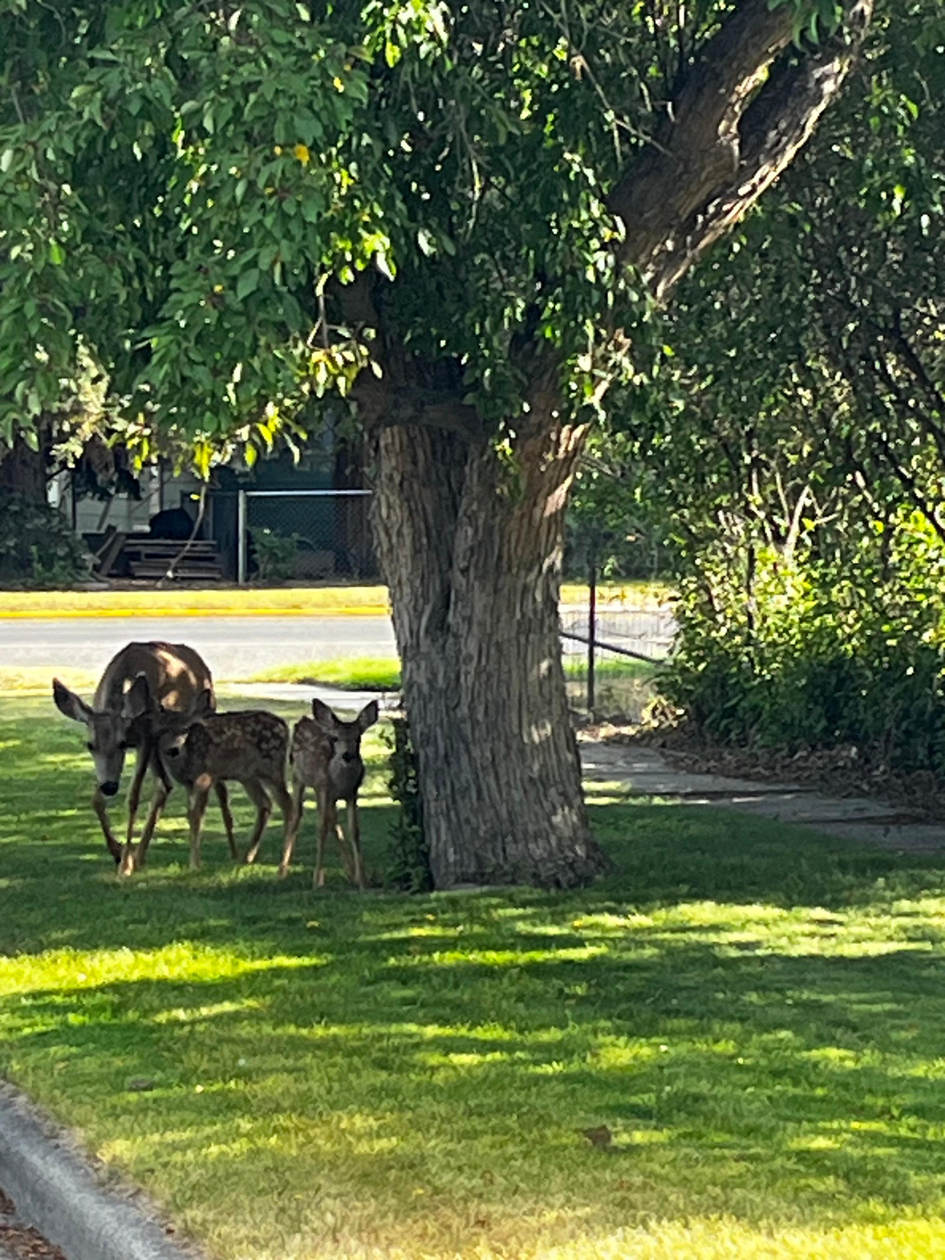 We saw deer grazing in the neighborhood every evening and/or morning during our 5 day stay. 