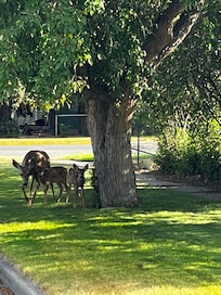 We saw deer grazing in the neighborhood every evening and/or morning during our 5 day stay.