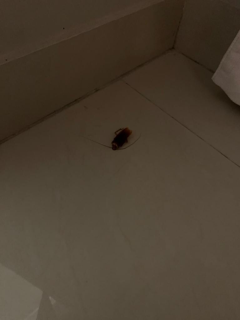 Cockroach