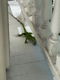 A little friend