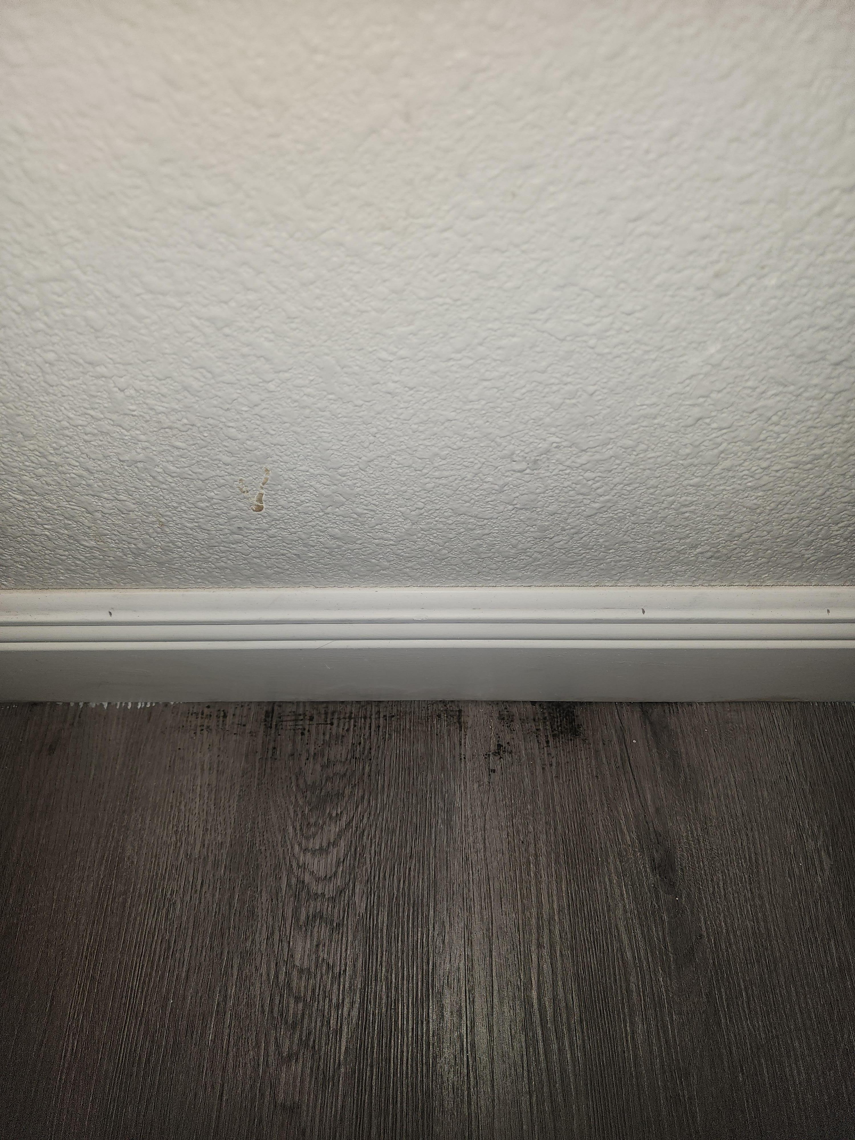 Mold on floor/wet floor
