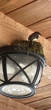 Our friend on the front porch