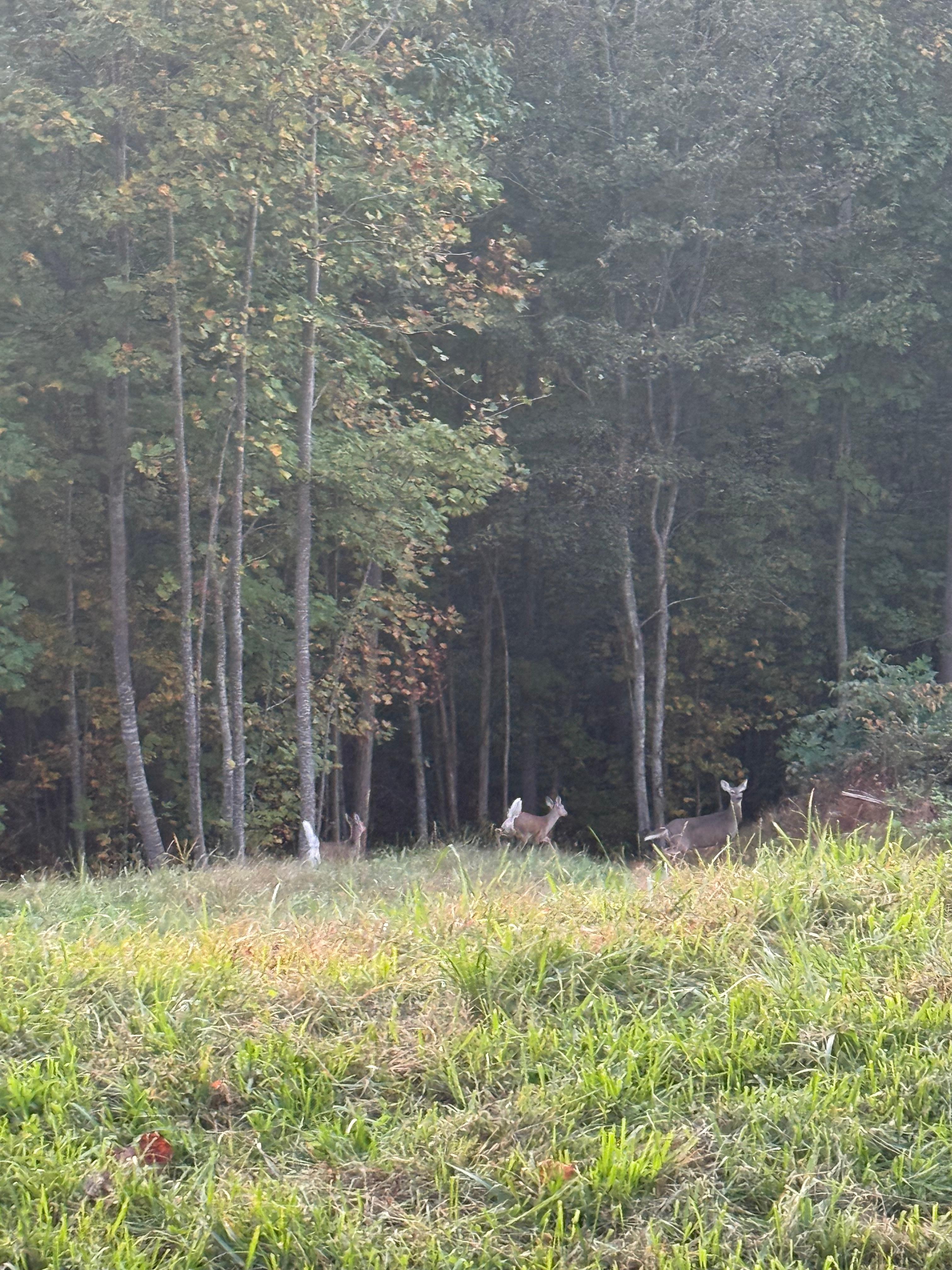 Friendly deer that come to visit twice a day
