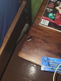 A cockroach right by my bed on the night stand.
