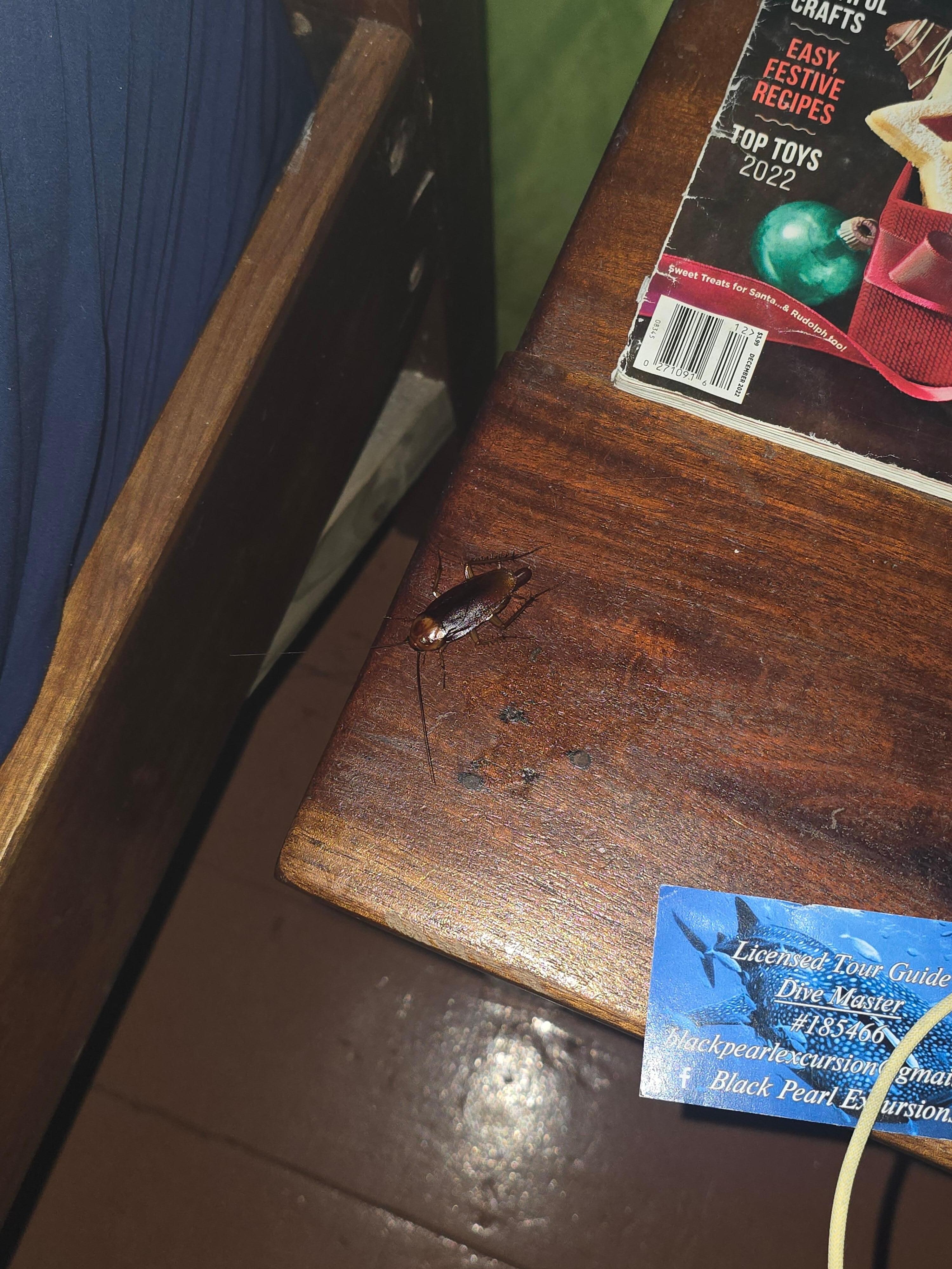 A cockroach right by my bed on the night stand.
