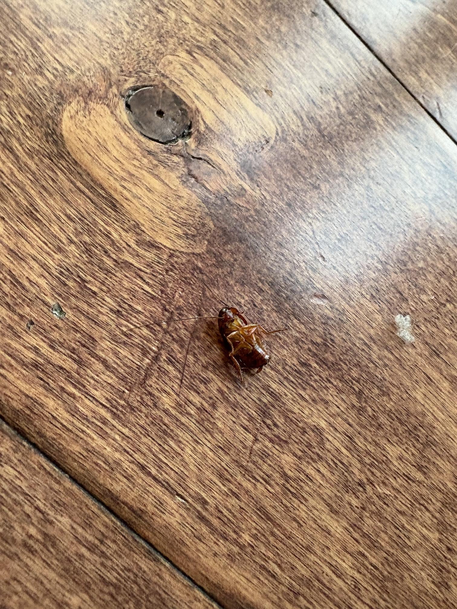 Hardwood appeared pretty clean