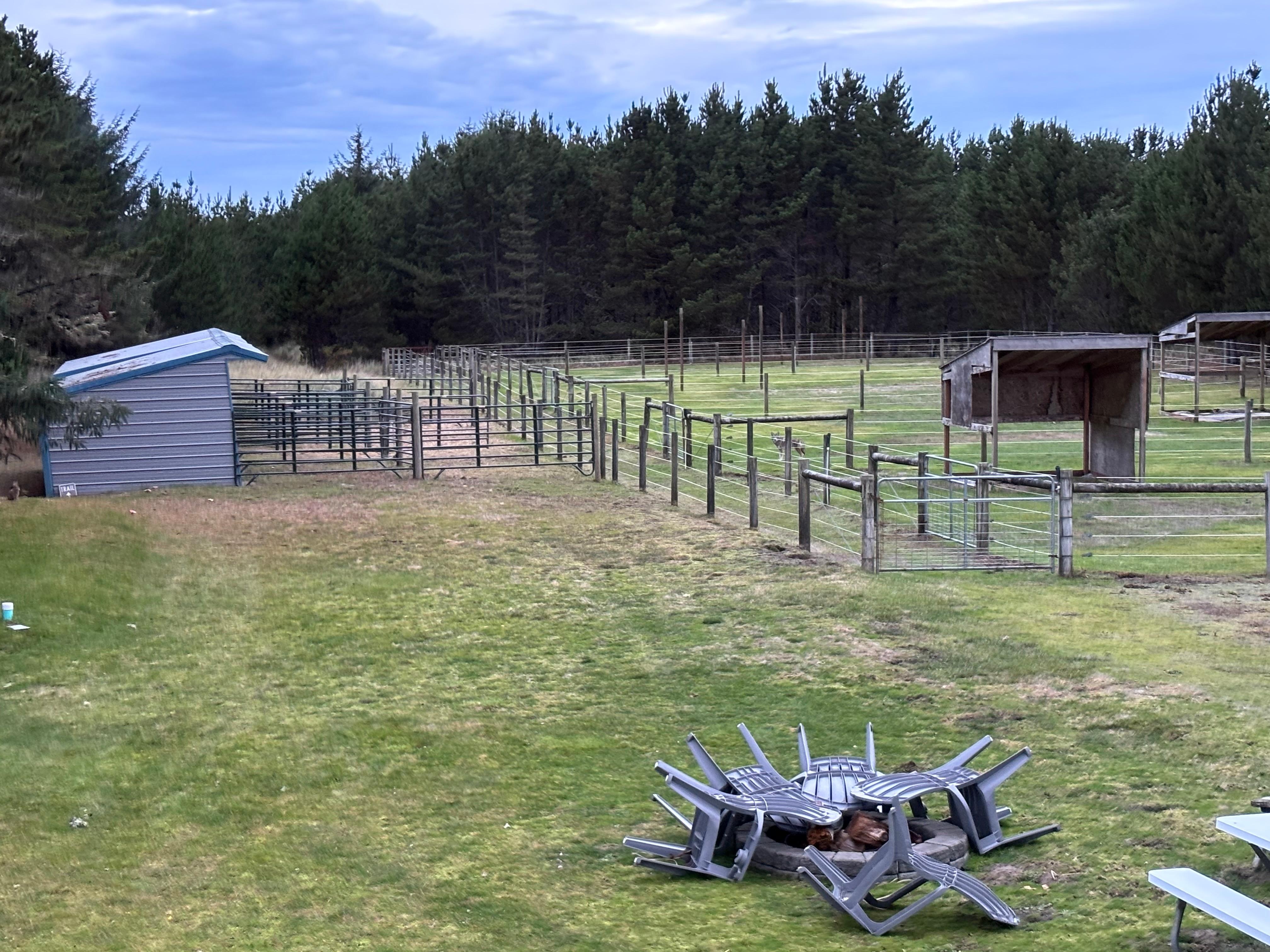 Beautiful tree view filled with Stellars Jays. 