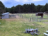 Beautiful tree view filled with Stellars Jays.