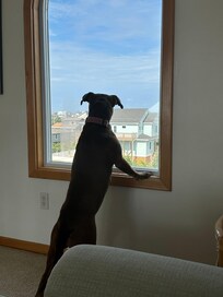 Our dog loved looking at the birds out the window.