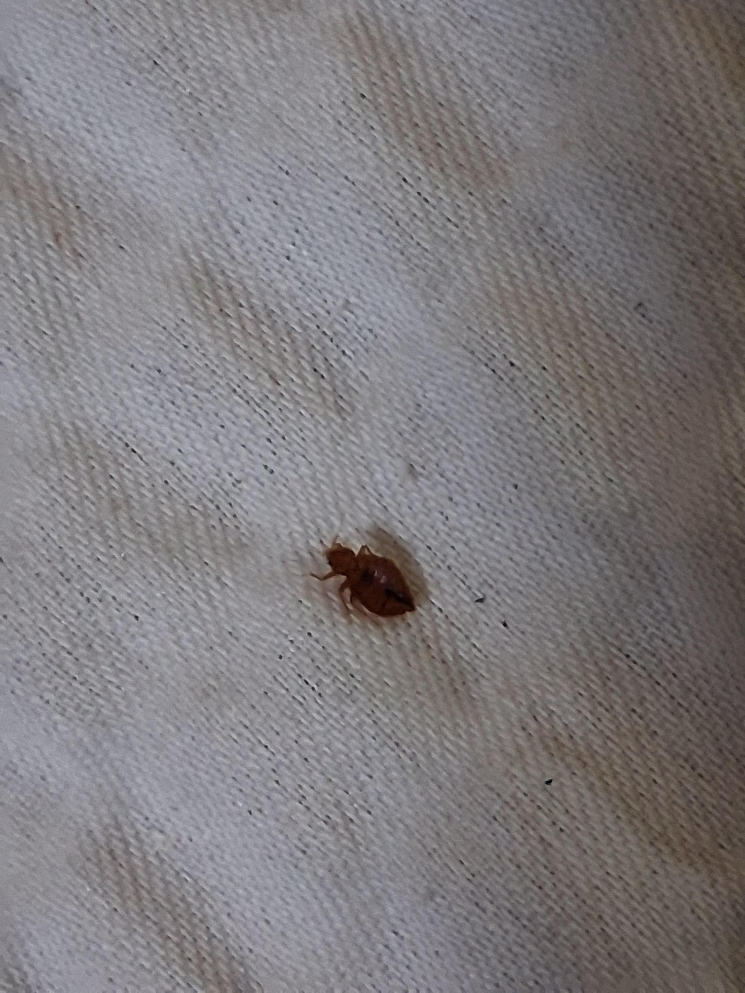 Bedbugs 