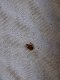 Bedbugs