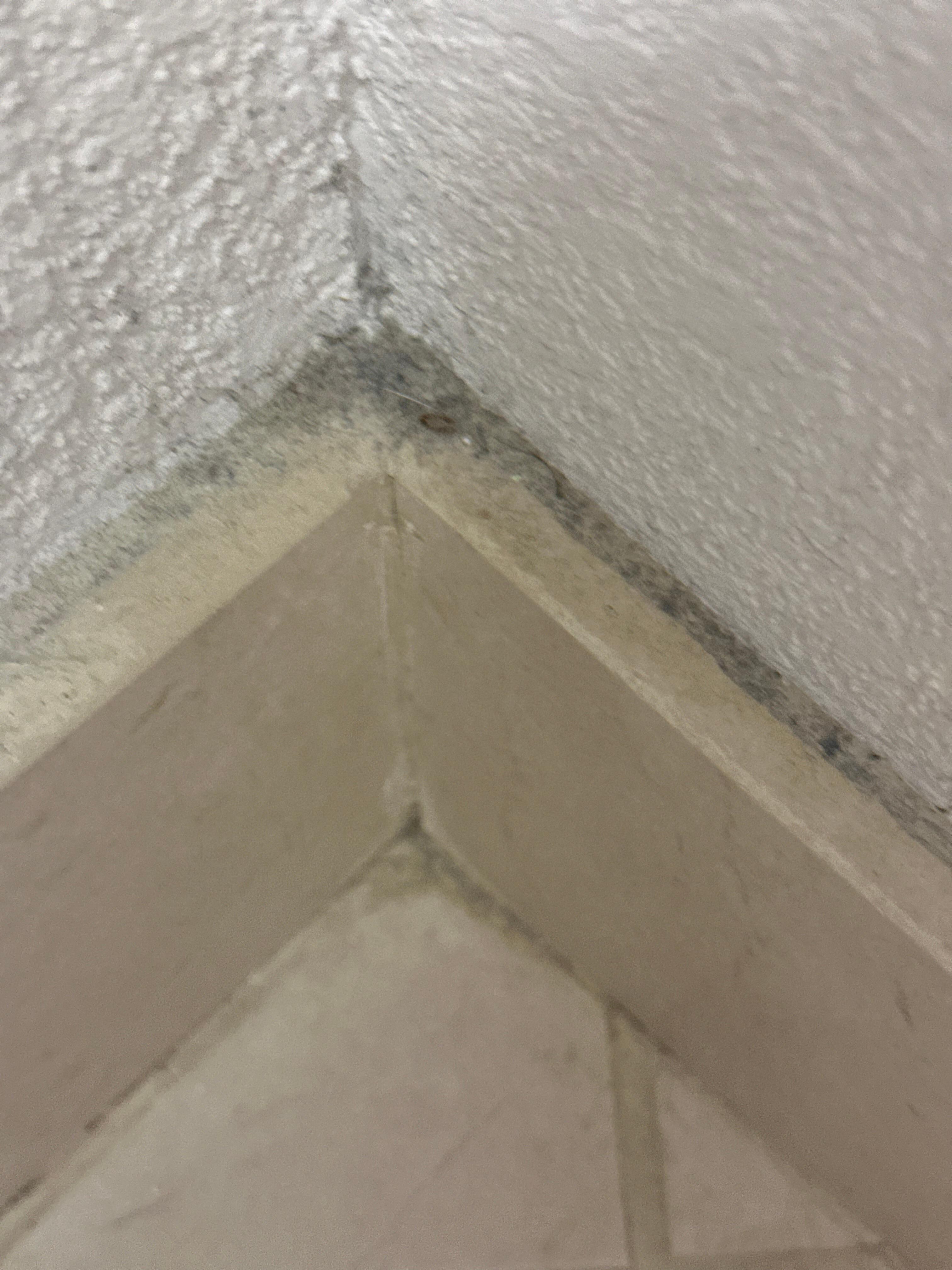 Dirt from the baseboards 