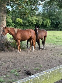 Horses in paddock just across from property.
