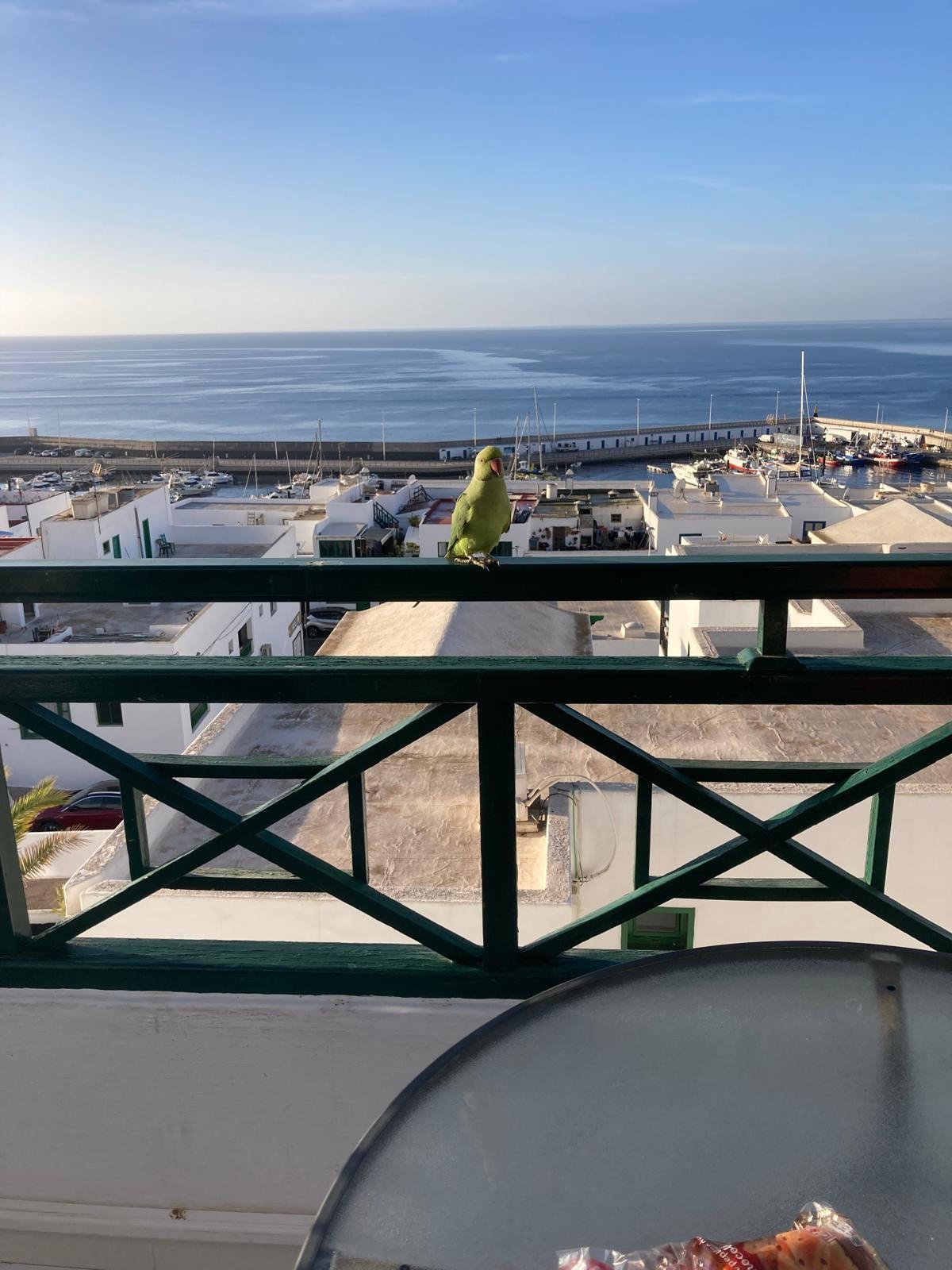 Petit déjeuner avec une jolie perruche !