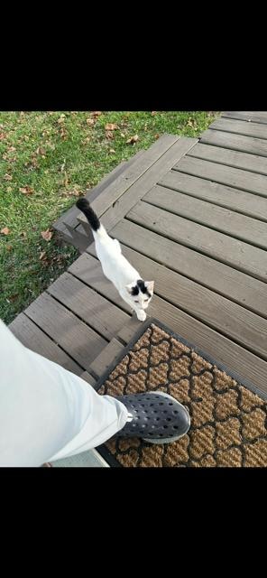 Cat on the deck