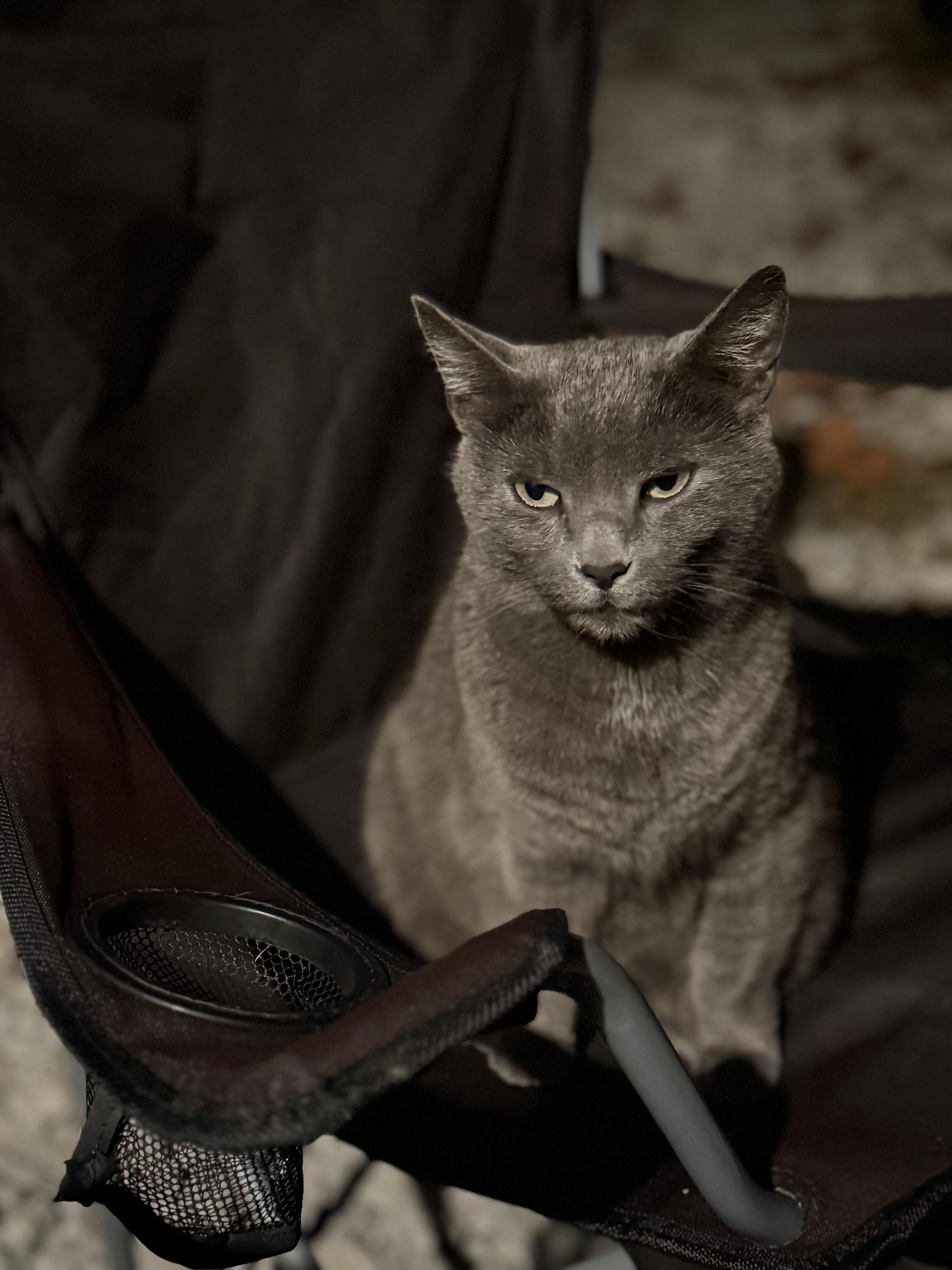 Cute cat purred very intensely grieved us at one in the morning when we arrived. So cute.