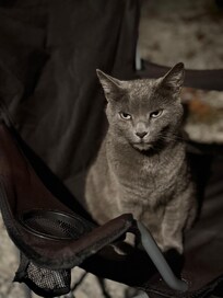 Cute cat purred very intensely grieved us at one in the morning when we arrived. So cute.