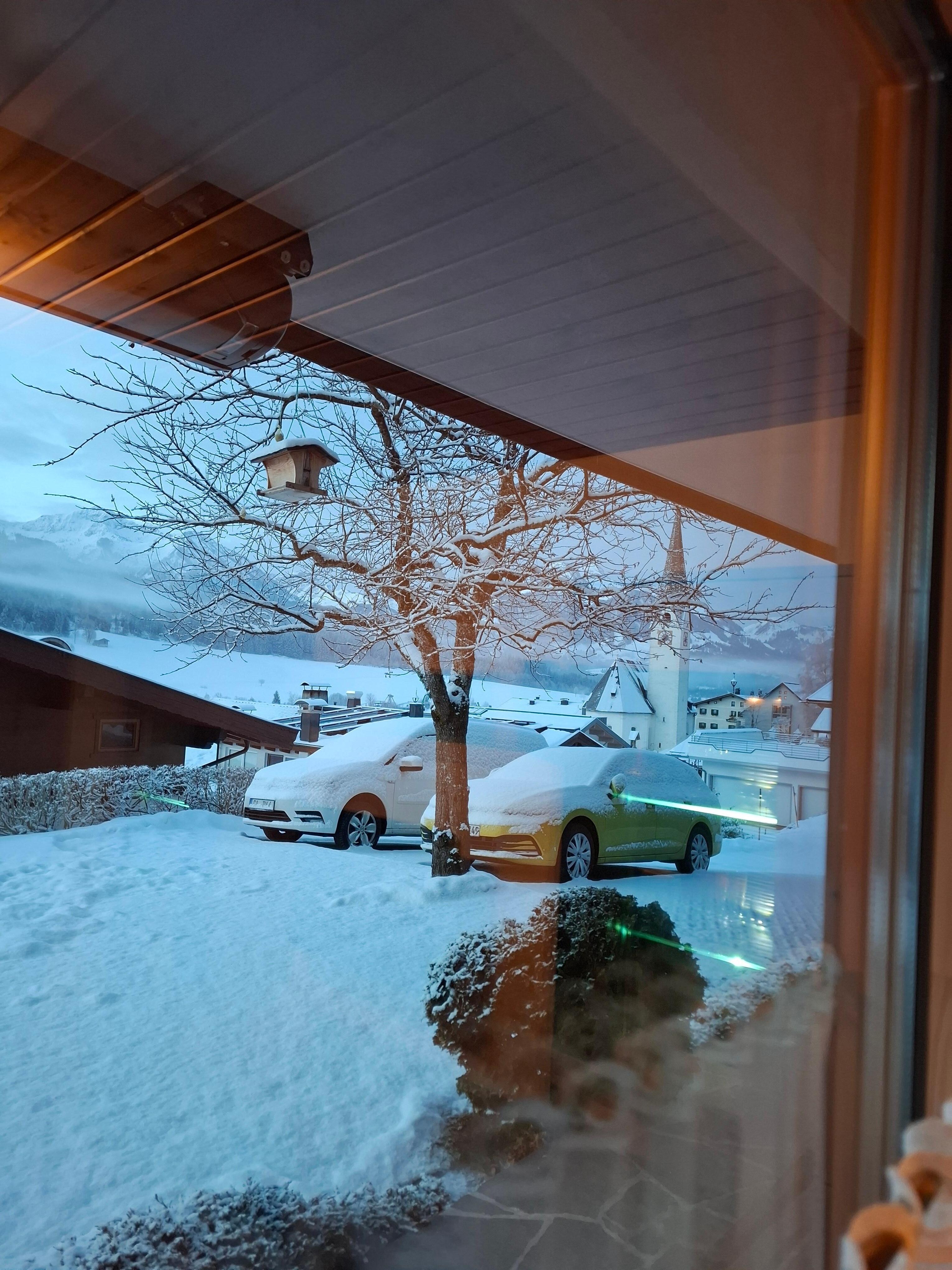 Vogelhäuschen im Baum war immer gut besucht.