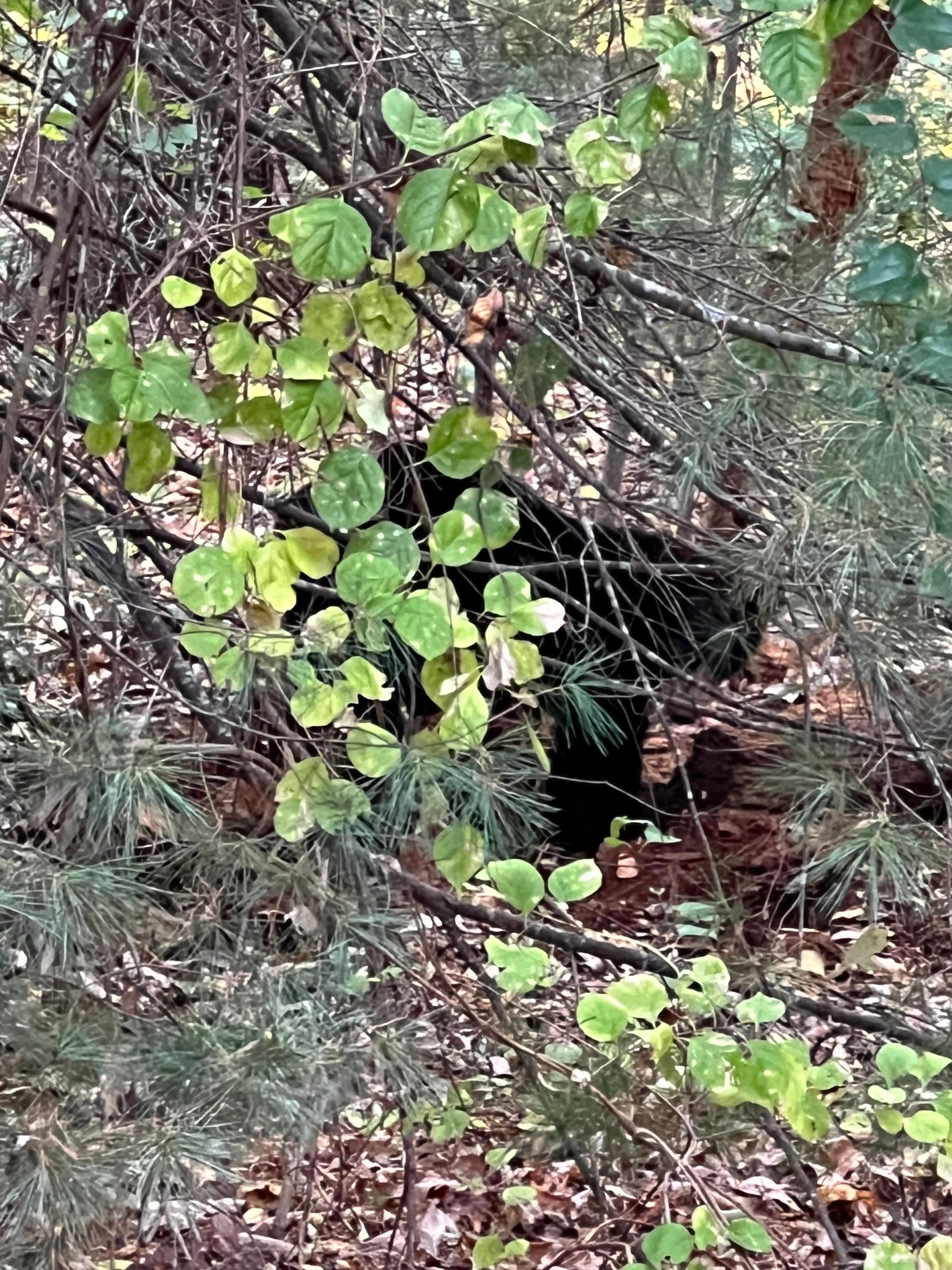 Bear at the edge of the tree line