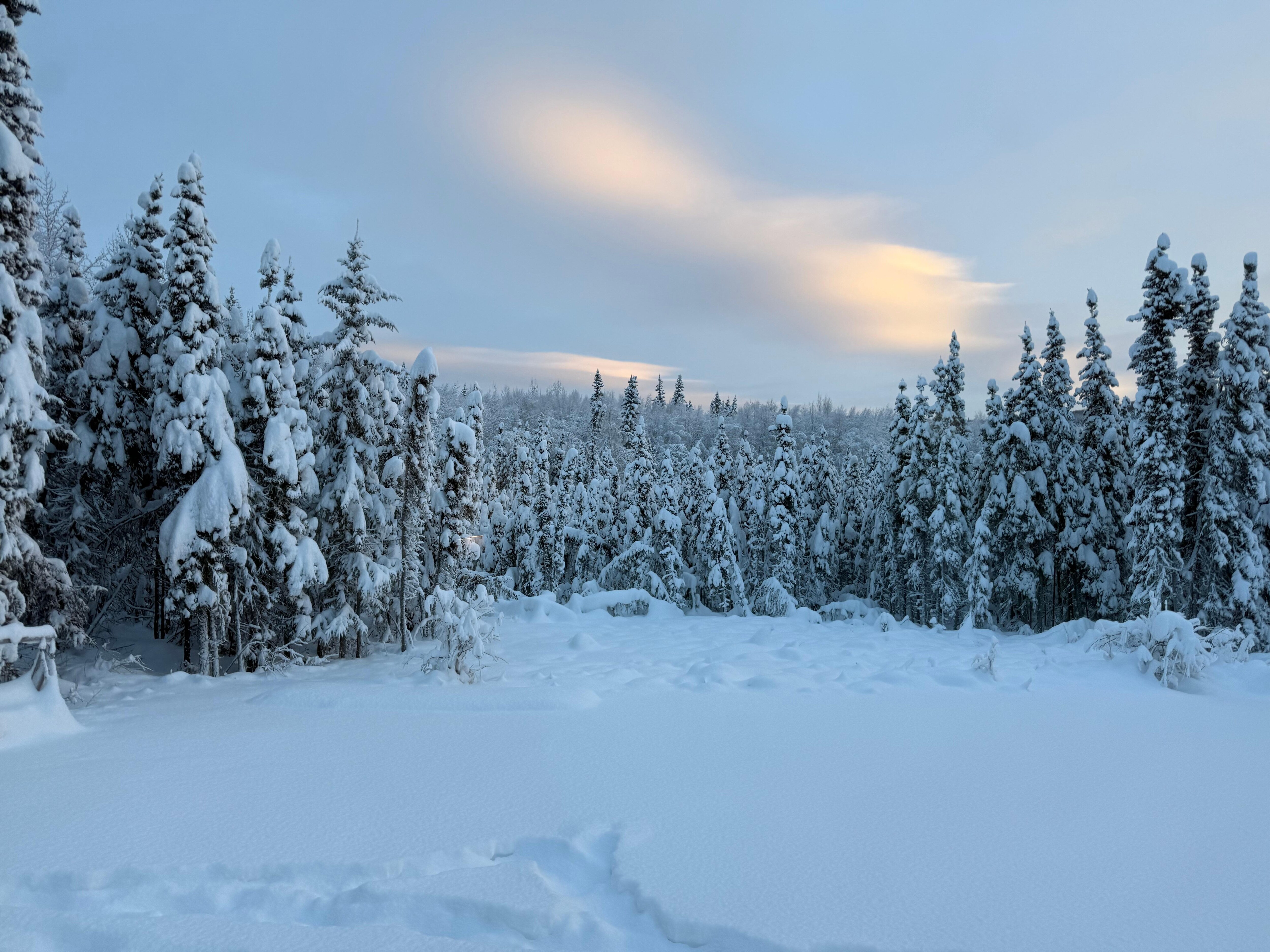 Beautiful snowy front yard. 