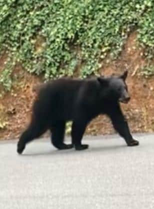 We saw nine bears over our 10 day stay! 