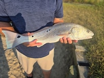Caught a nice red drum for dinner!