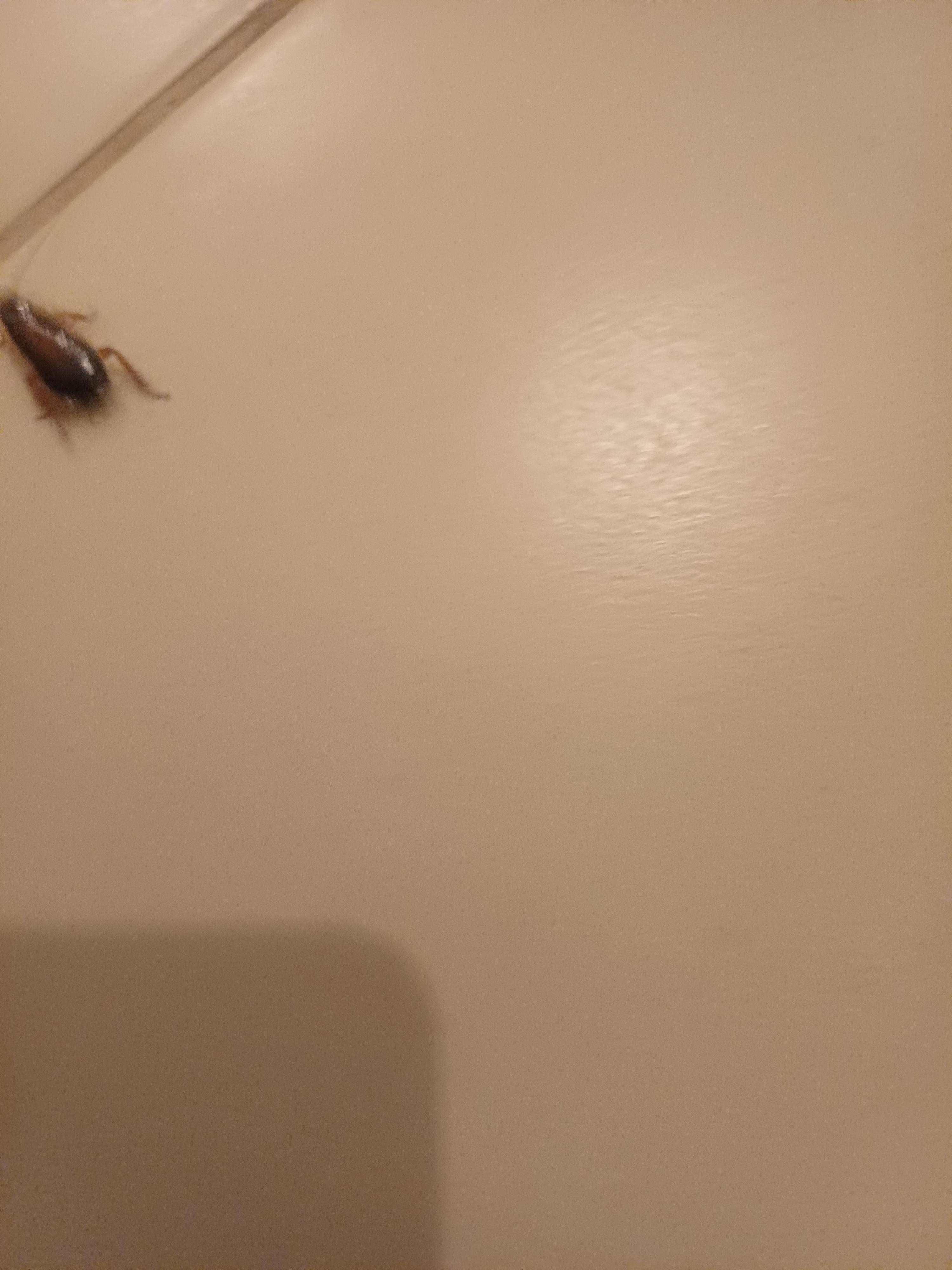 Cockroaches 