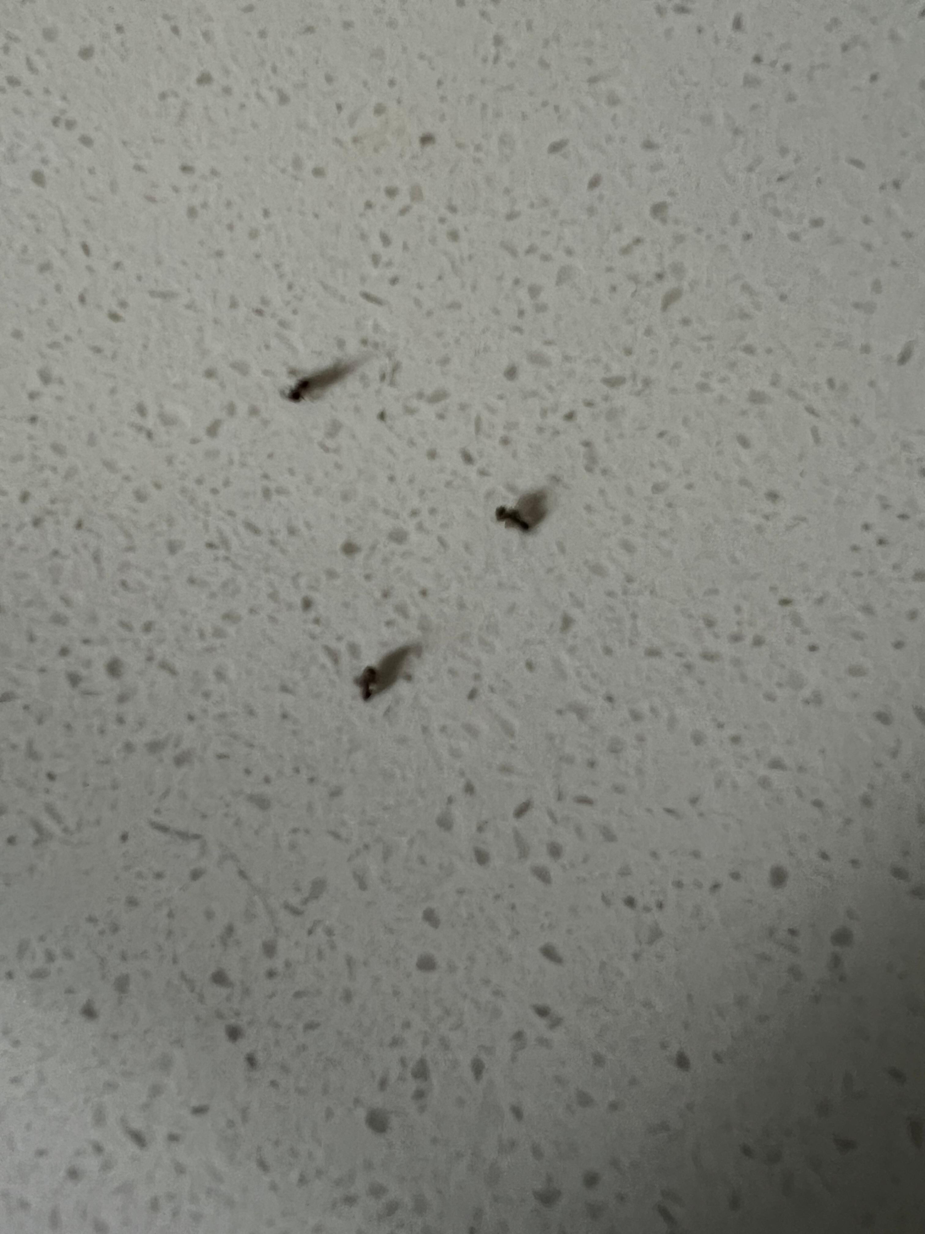 Ants on nightstand. They were crawling before photo taken.