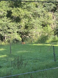 Wilde dieren