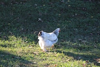Resident chicken