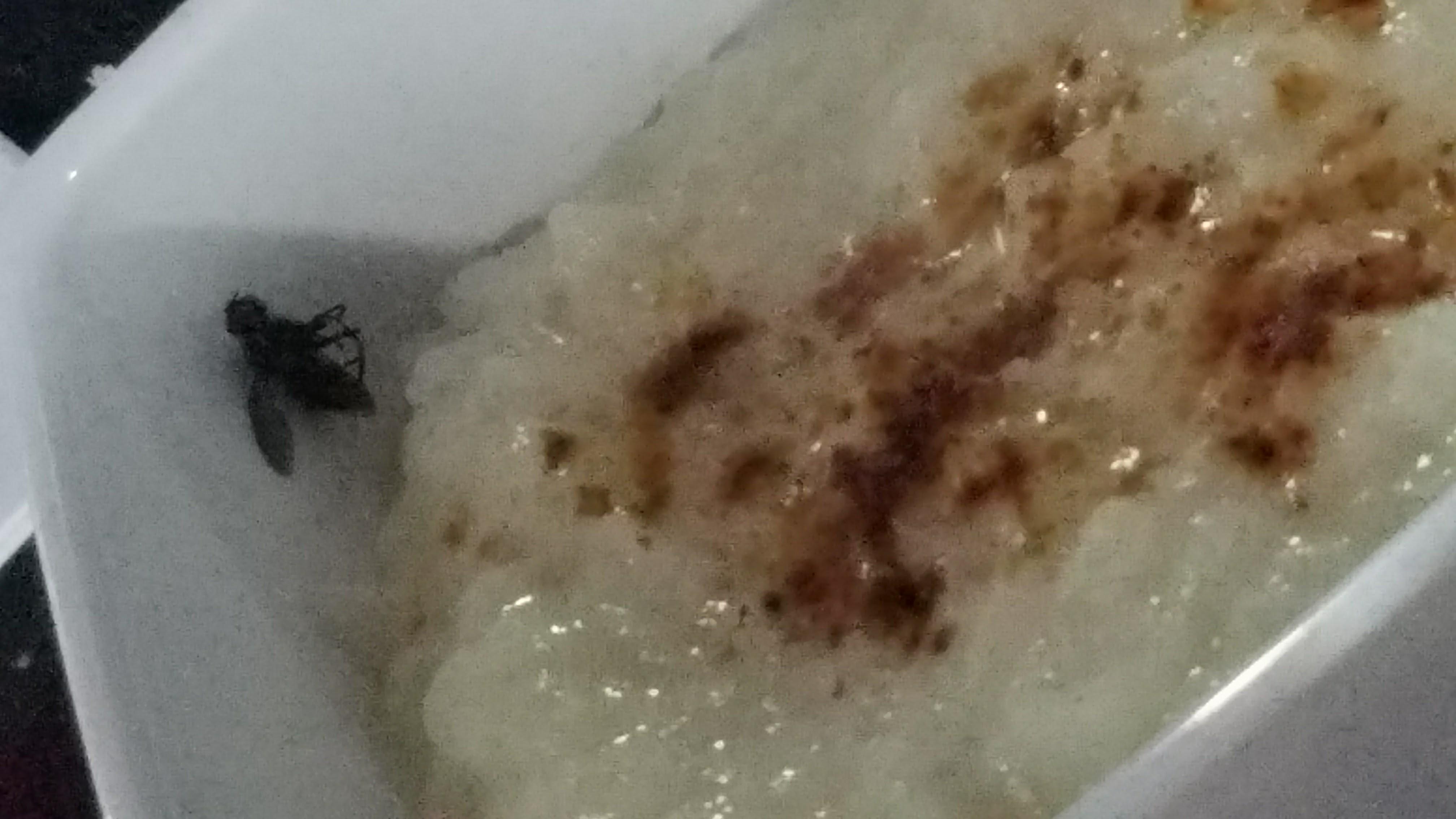 Almost-dead fly in rice pudding