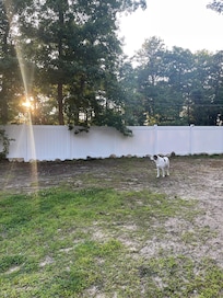 Fence is safe on all sides for dogs:)