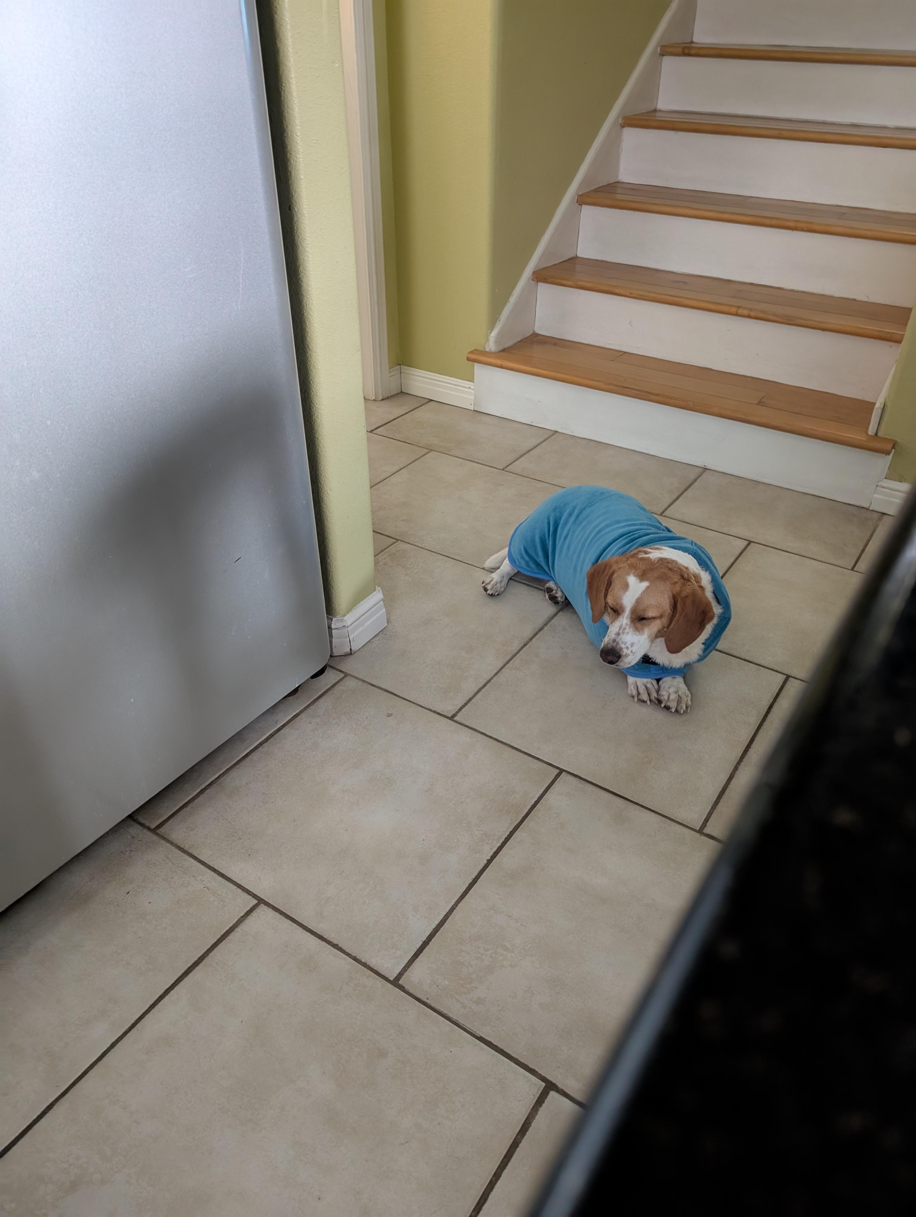 My dog in her towel after a day at the beach.