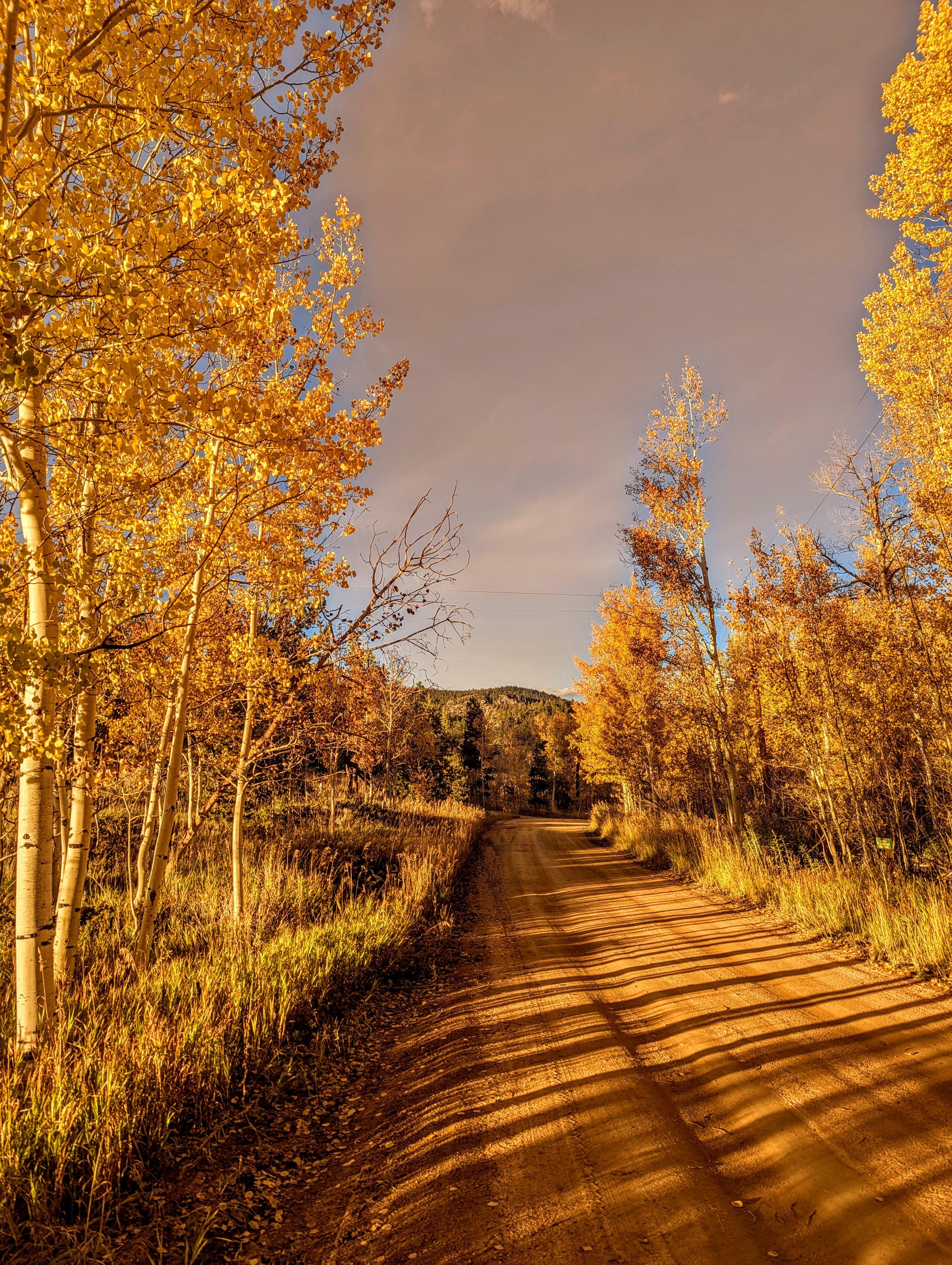 Walking along the road outside the cabin.