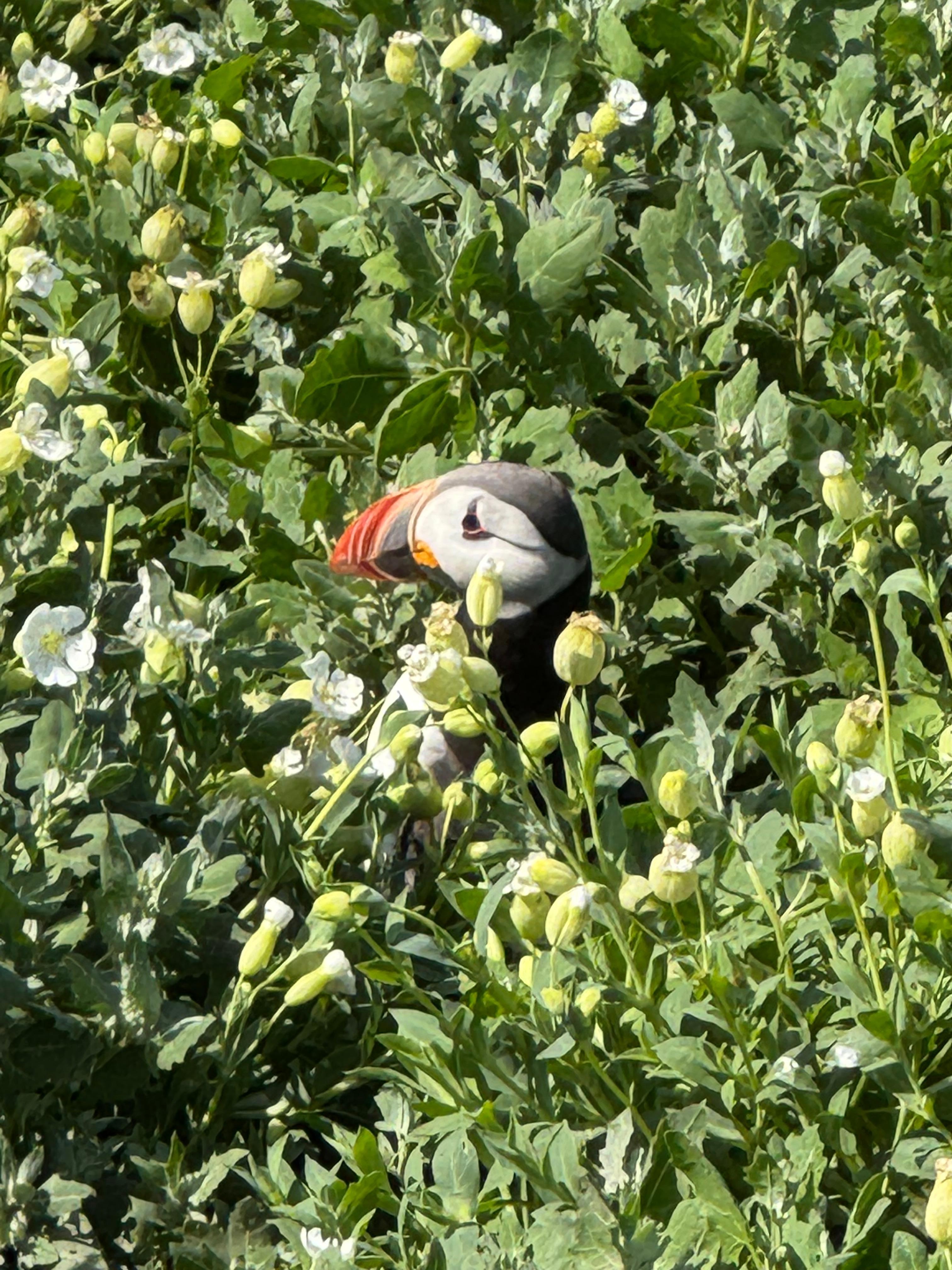 A trip to inner farne. Puffins were amazing 