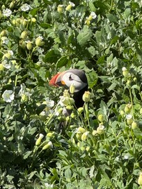 A trip to inner farne. Puffins were amazing