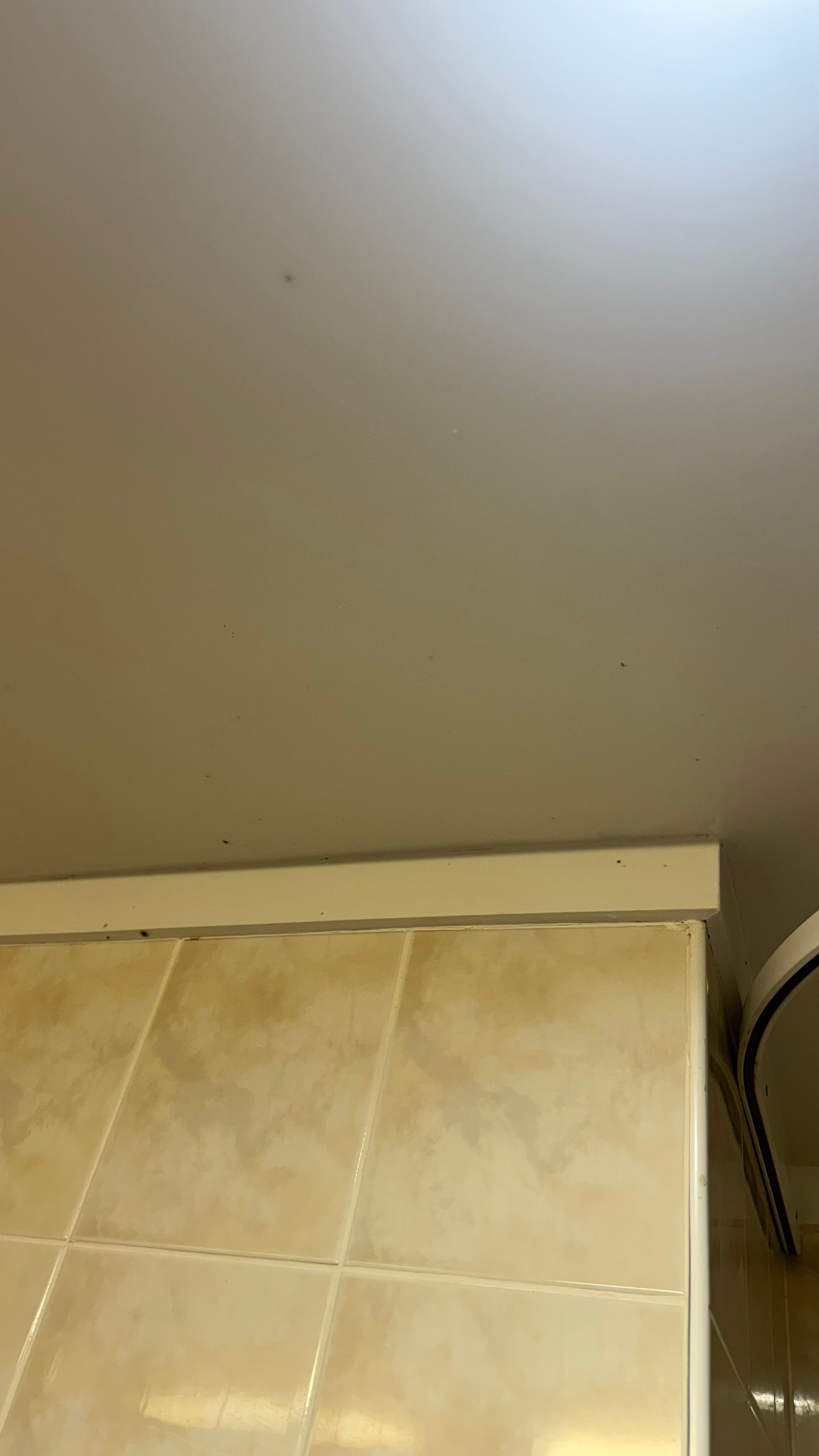 Mould along ceiling line