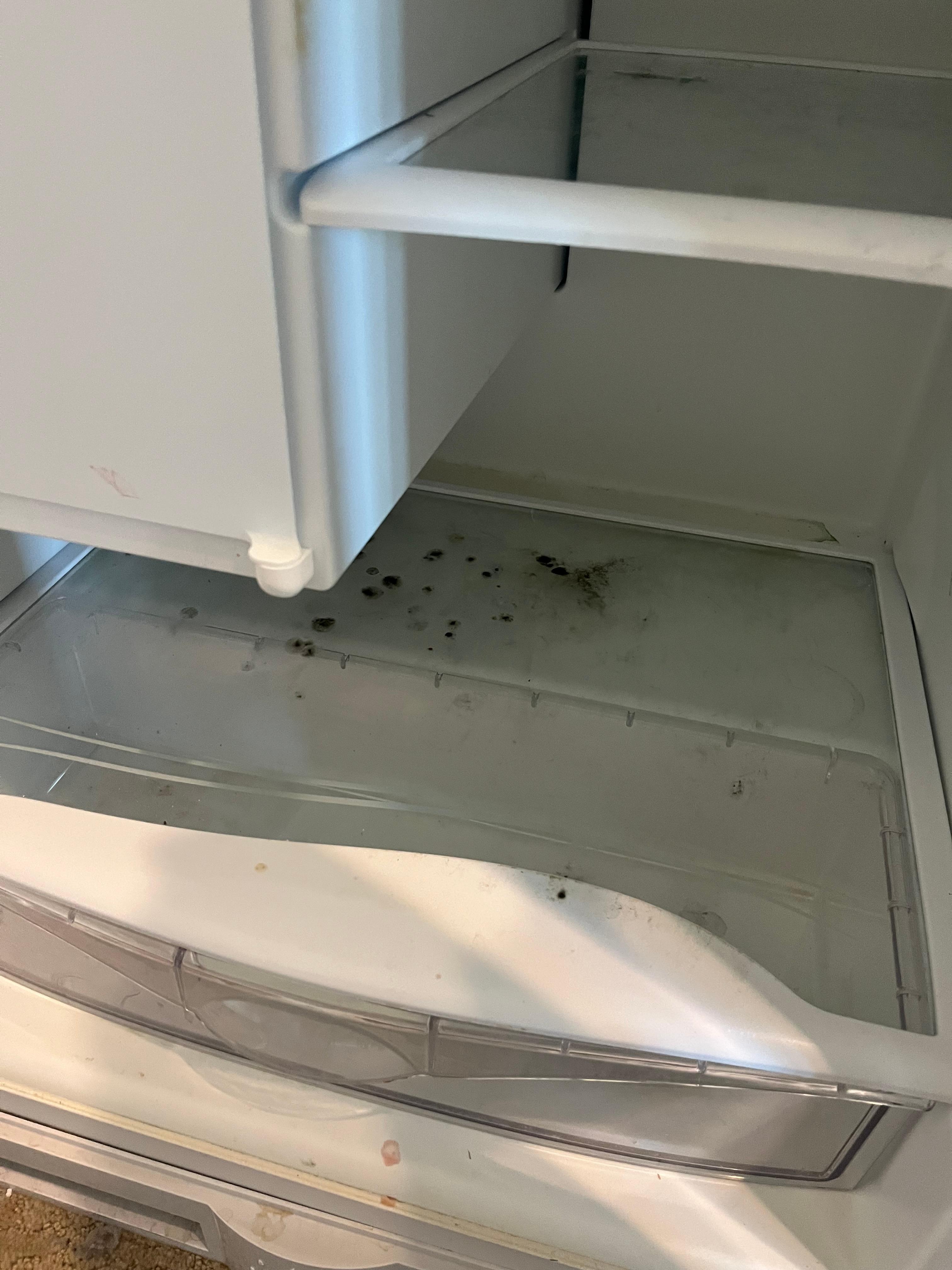 Mold in small refrigerator in guest suite. 