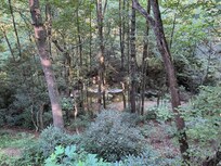 Treetop canopy