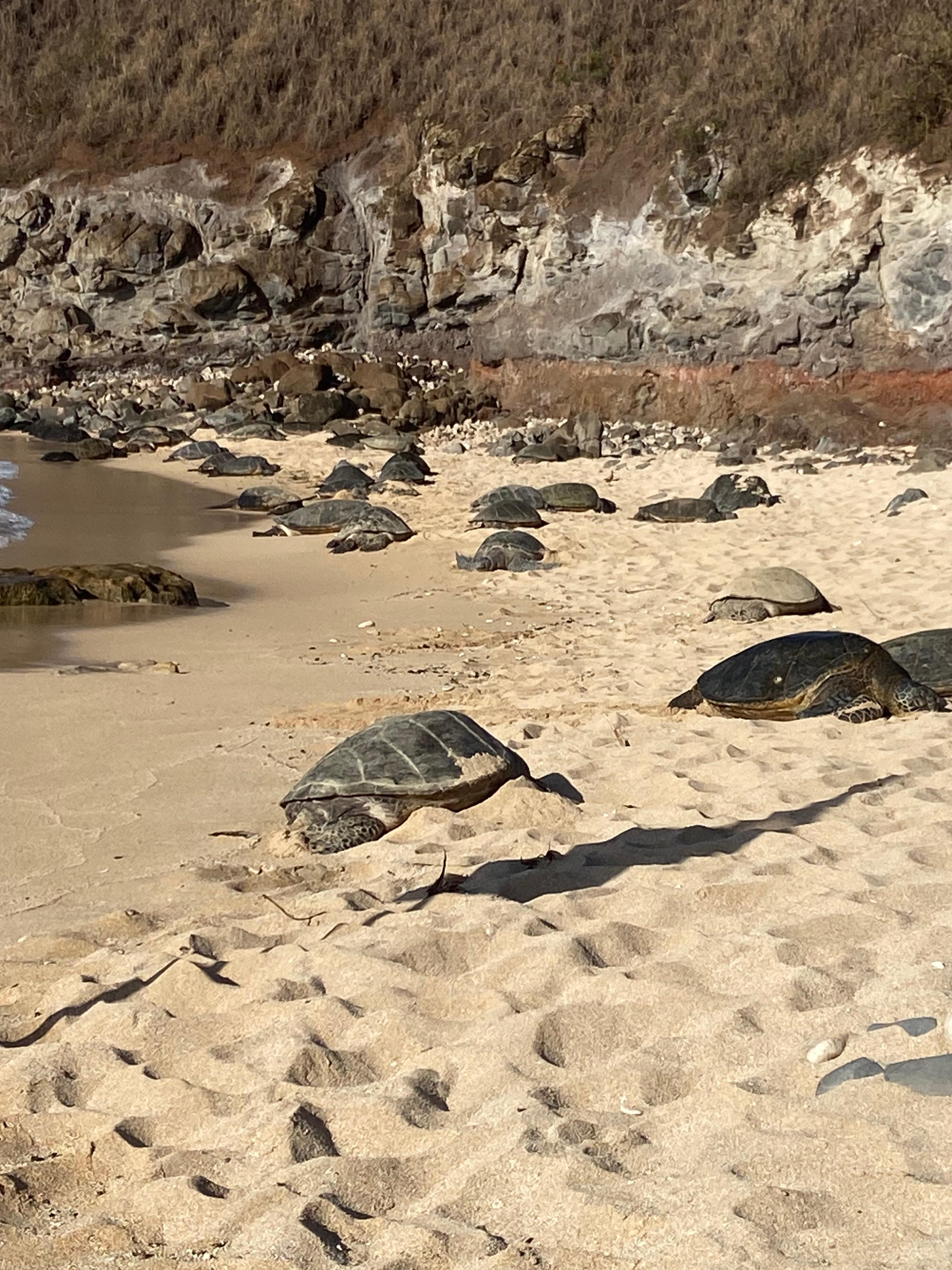 Stopped to see the turtles in the way back from Hana