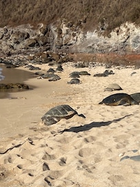 Stopped to see the turtles in the way back from Hana