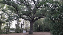 Mon ami le Chêne, 300 ans des frissons à l'entrée de la clairière! Une étreinte contre son tronc était obligatoire. Quelle émotion je vous le recommande