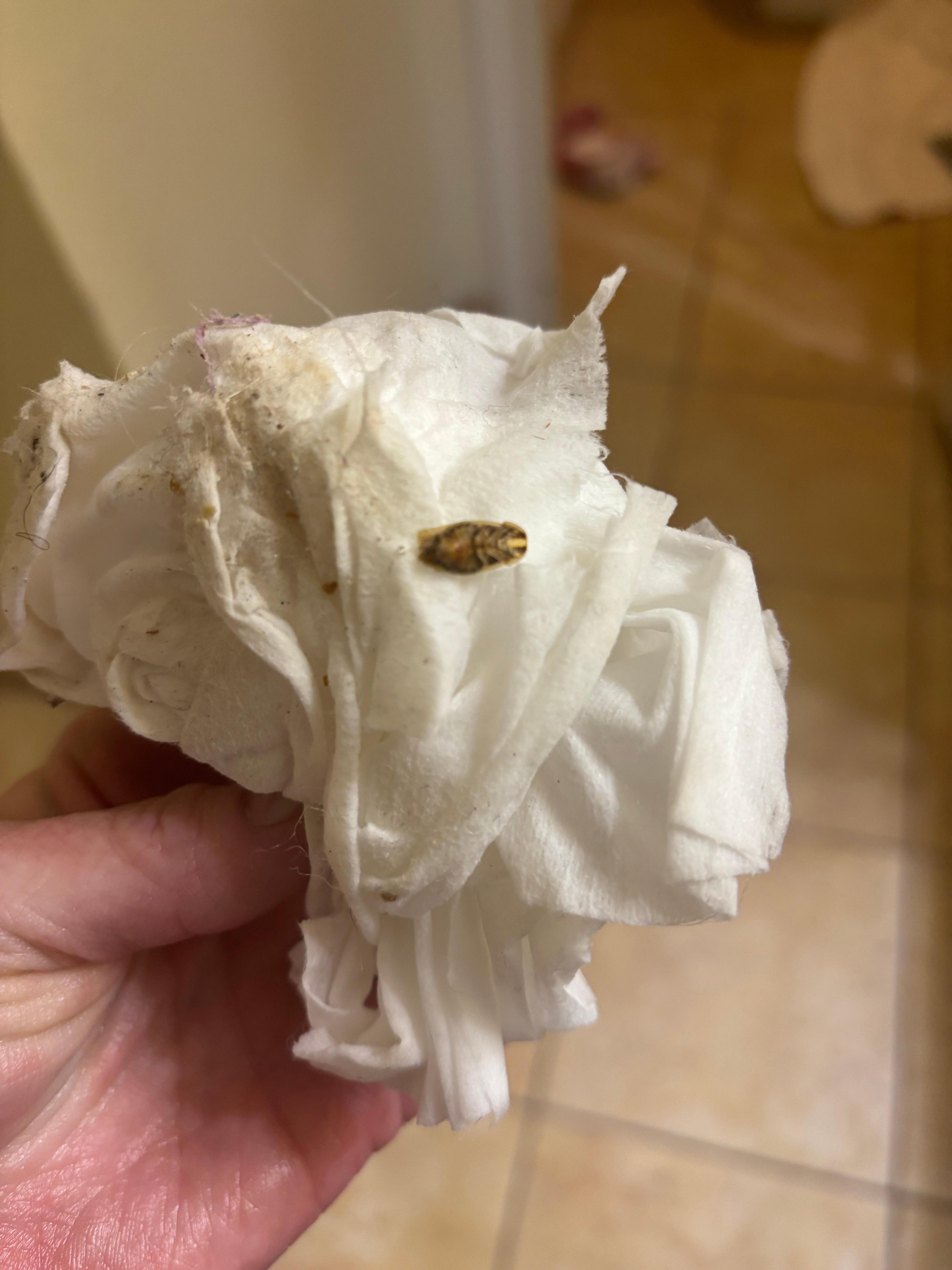 Roach