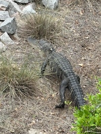 Luke🐊